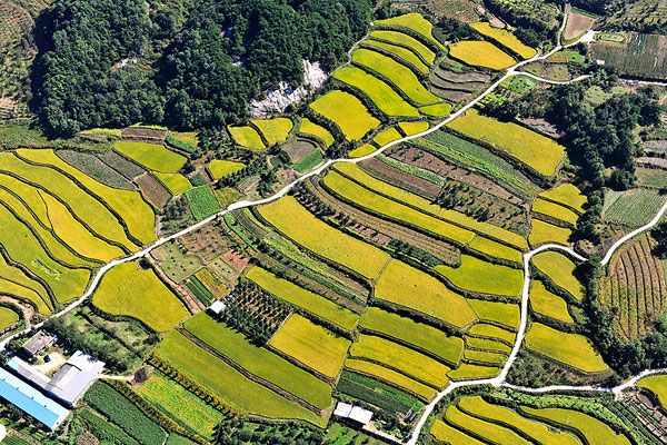 1576744351967135.jpg 農田新新新新.jpg